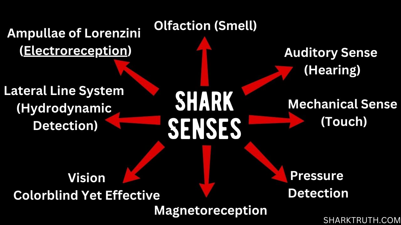 8 senses of sharks