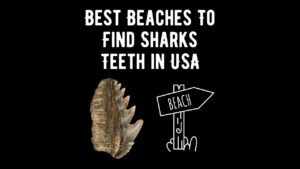 17 Best Beaches To Find Sharks Teeth in USA - Shark Truth