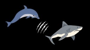 Can Dolphins Attack and Kill Sharks? - Shark Truth