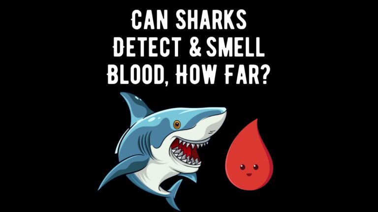 Can Sharks Detect Blood, and How Far Can They Smell It? - Shark Truth