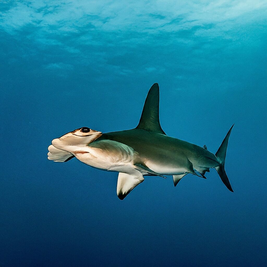 Carolina Hammerhead (Sphyrna gilberti)