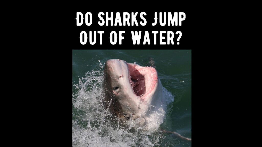 Do Sharks Jump Out Of Water? Which Ones and Why Shark Truth
