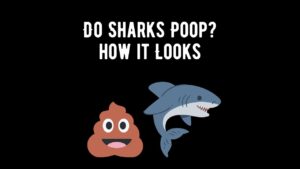 Do Sharks Poop? Poop Textures Digestive Anatomy & More - Shark Truth