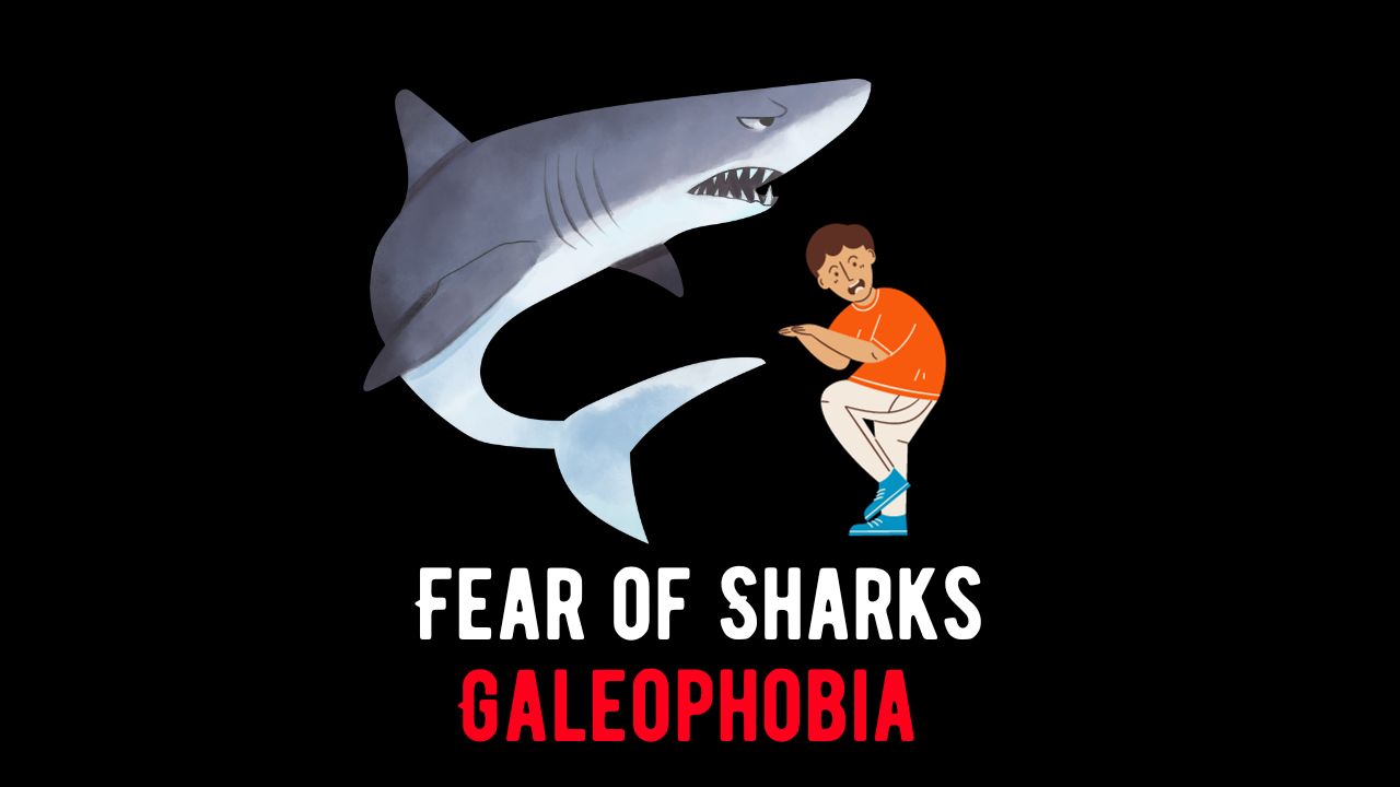 Fear of Sharks Galeophobia