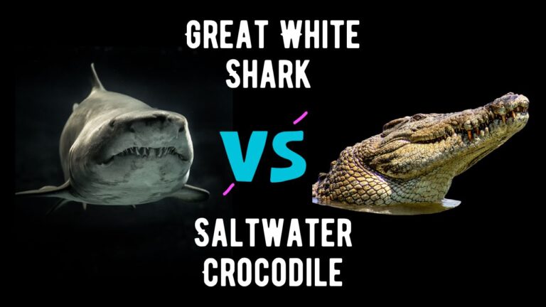 Great White Shark vs Saltwater Crocodile: Who Would Win? - Shark Truth