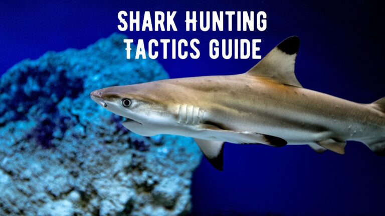 How Do Sharks Hunt? 10 Shark Hunting Tactics - Shark Truth
