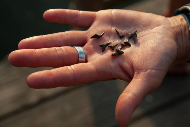 How Many Teeth Do Sharks Have? Species Wise List