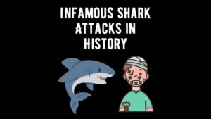 21 Most Infamous Shark Attacks in History - Shark Truth