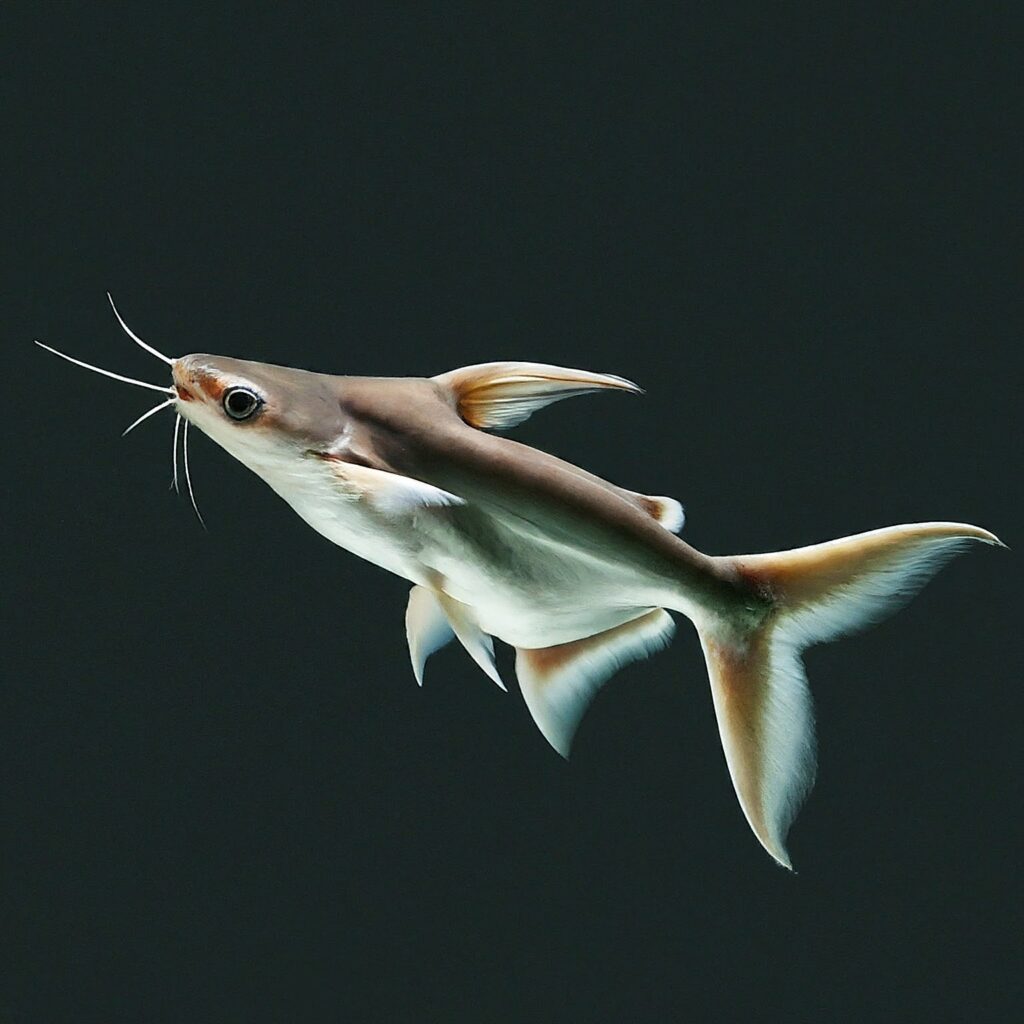 Iridescent Shark Catfish