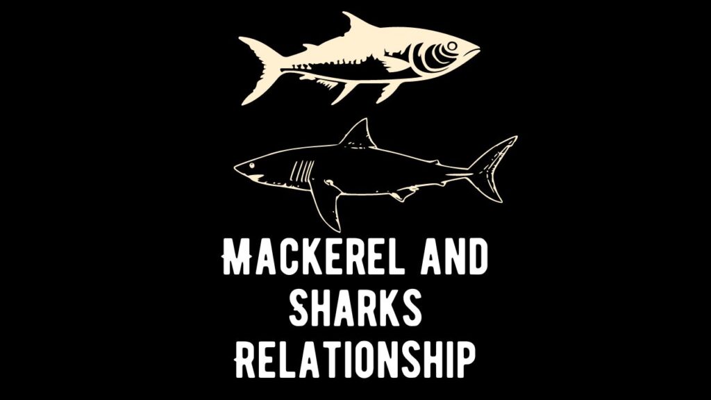 Mackerel and Sharks Relationship Shark Truth