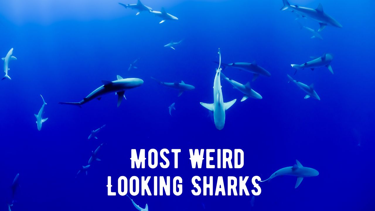 Most Weird Looking Shark Species