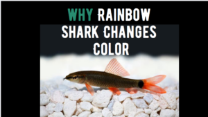 6 Reasons Why Rainbow Shark Changes Color - Shark Truth