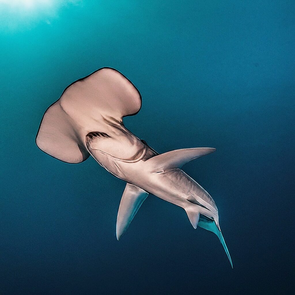 Scoophead (Sphyrna media)