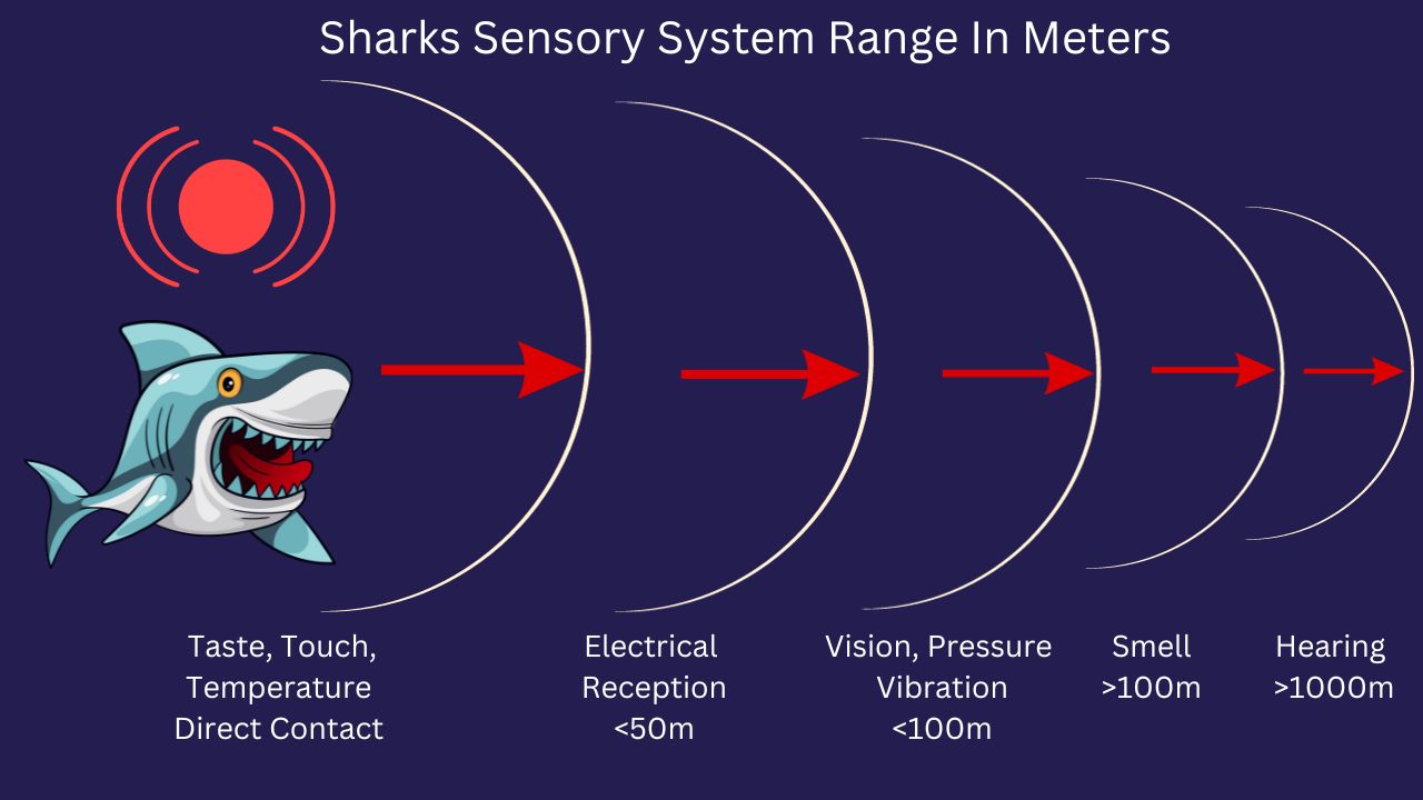 Shark Sensory Range