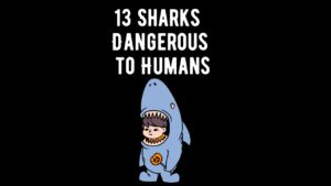 13 Sharks Considered Dangerous to Humans - Shark Truth