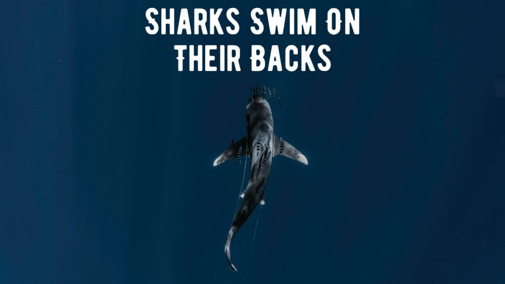 How And Why Do Sharks Swim On Their Backs? Tonic Immobility Logic