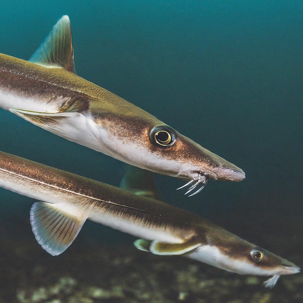 Spiny Dogfish or Spurdog Shark