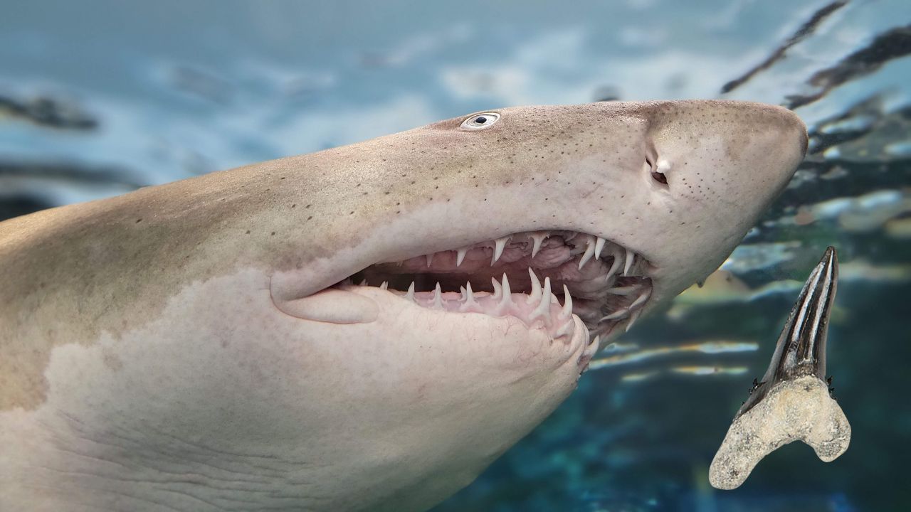 Teeth Do Sharks Have In A Lifetime