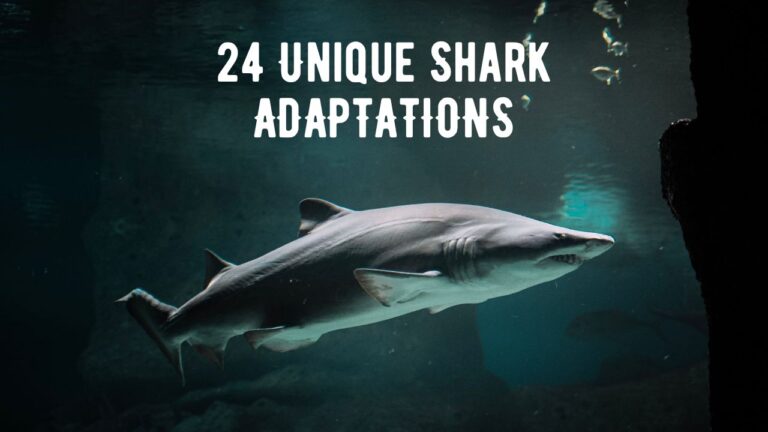 24 Unique Adaptations of Sharks: Masters of Marine Evolution - Shark Truth