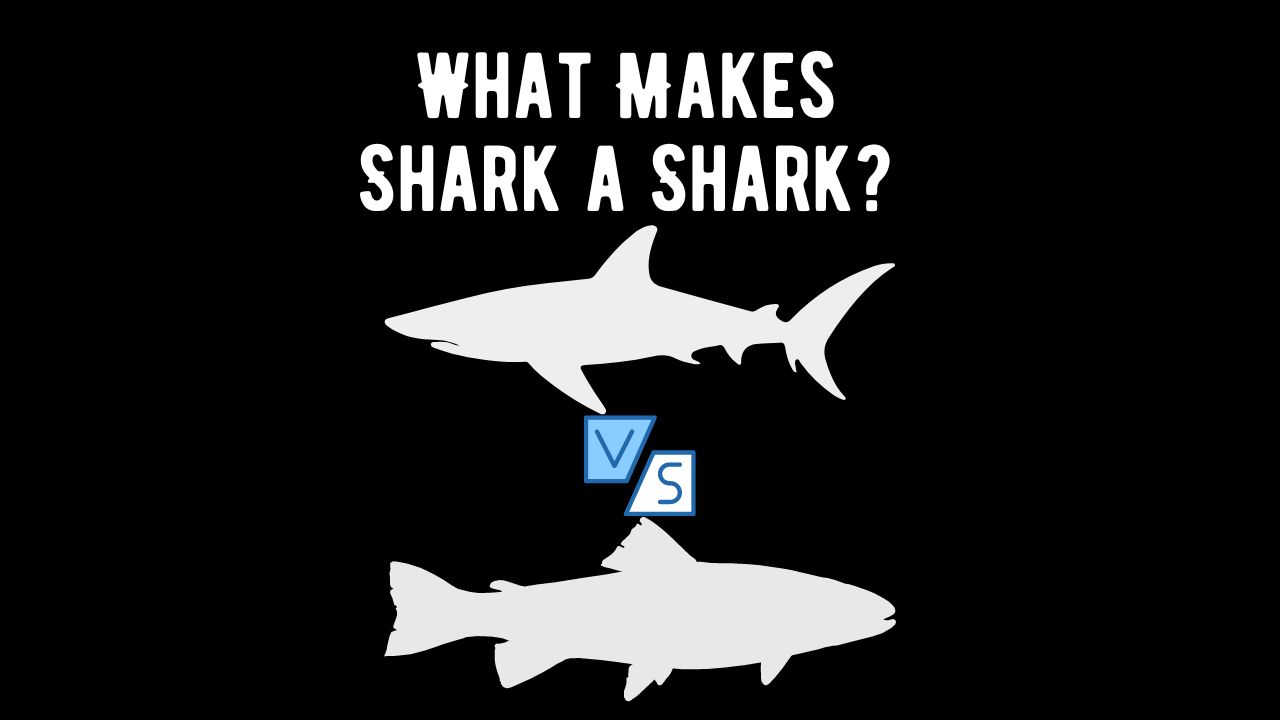 What Makes a Shark a Shark and Different from Fish