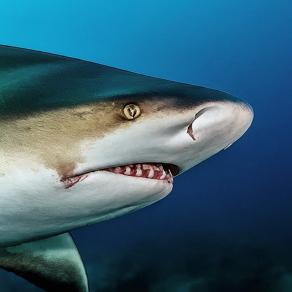 Bull Shark