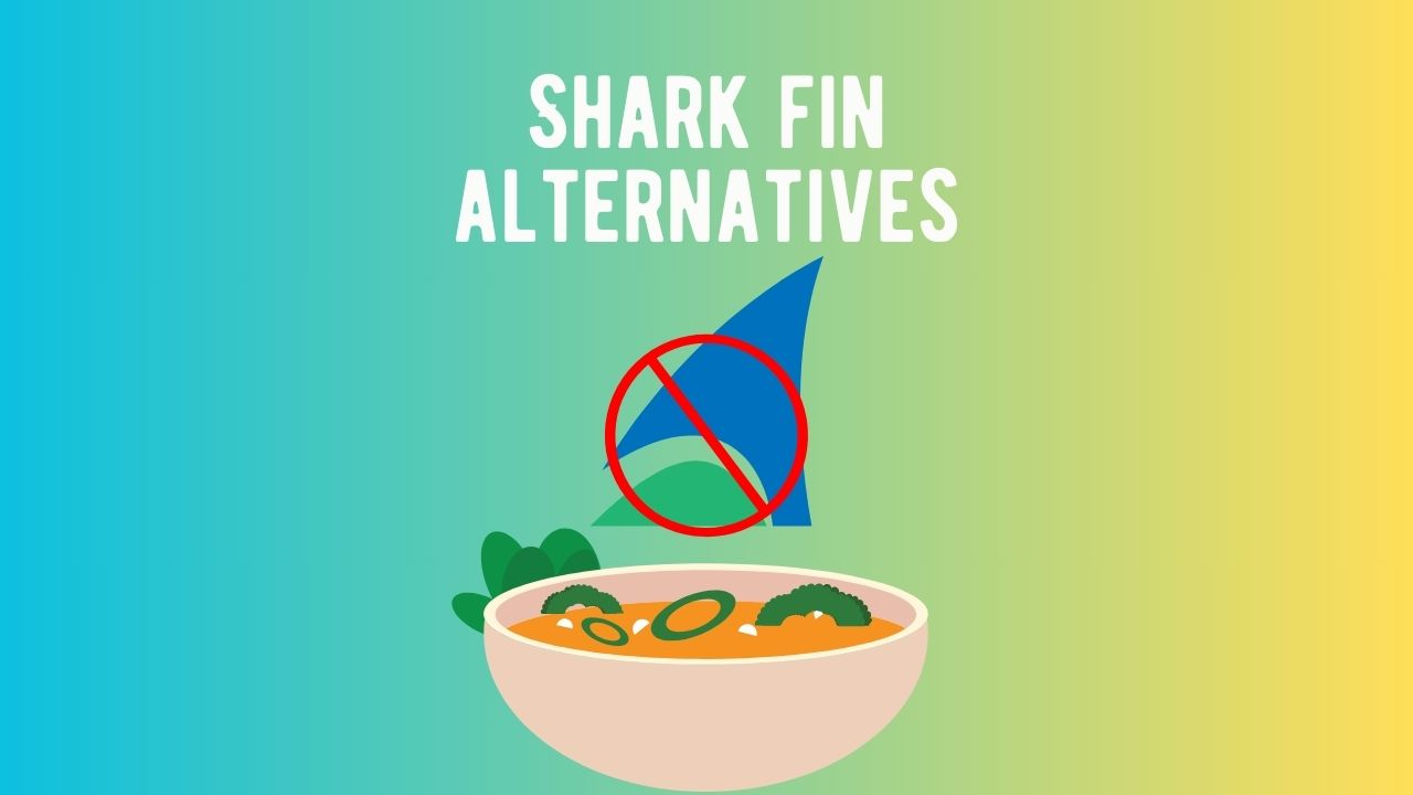 Sustainable and Ethical Shark Fin Alternatives