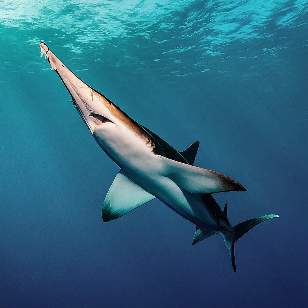 Bahamas Sawshark