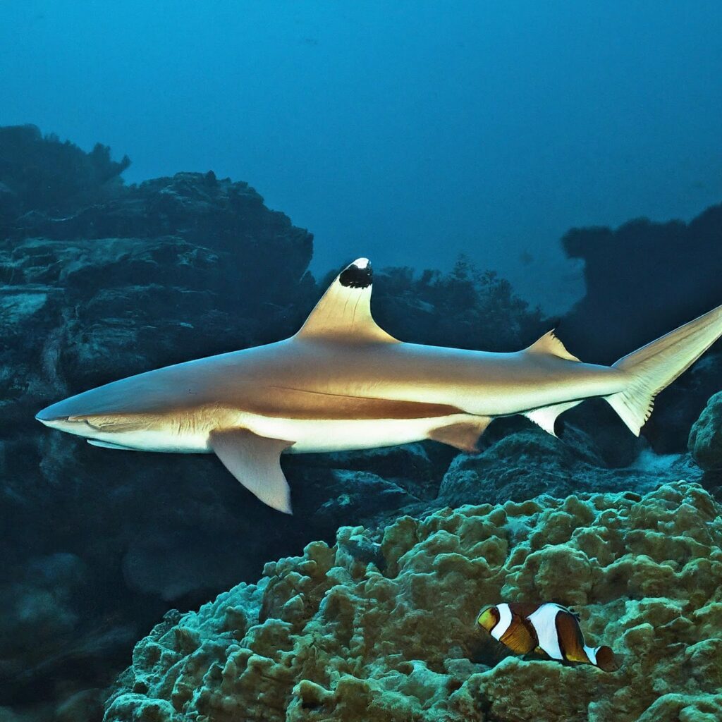 Blacktip Reef Shark