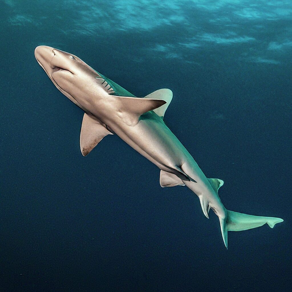 Cookiecutter Shark