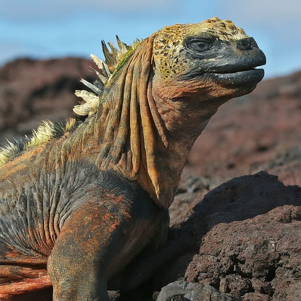 Galapagos Islands, Ecuador