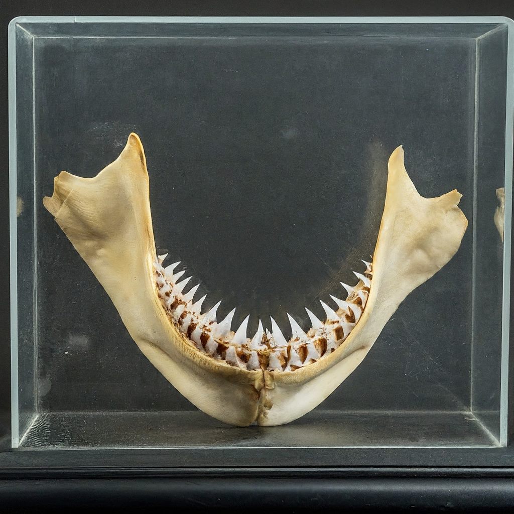 Preserving Shark Jaws