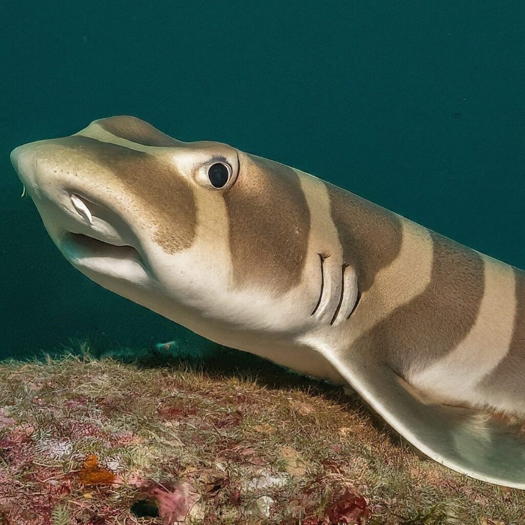 Pyjama Shark