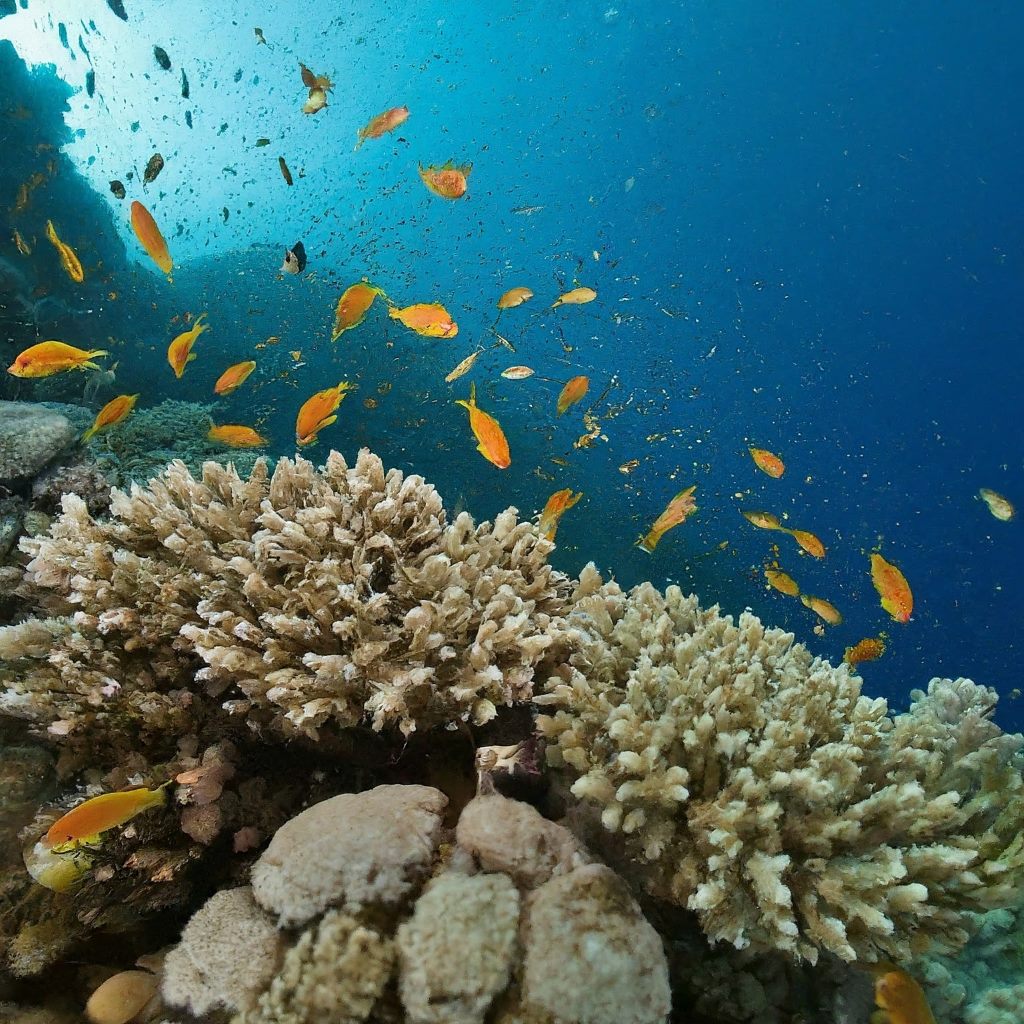 Red Sea, Egypt