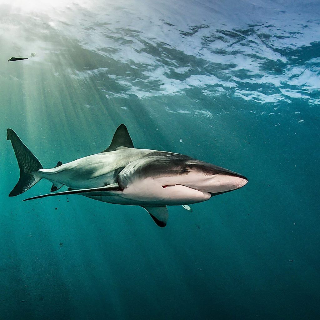 Shark Alley, South Africa