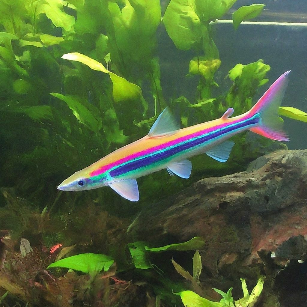 The Rainbow Shark, also known as the Red-finned Shark or the Ruby Shark, is a popular freshwater fish known for its vibrant colors and peaceful demeanor. Here's an image of this beautiful fish