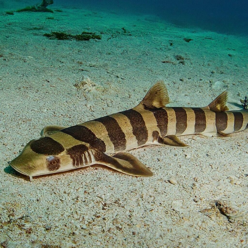 Whitespotted Bamboo Shark