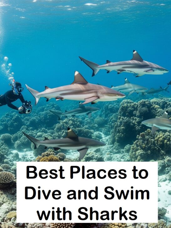 10 Best Places to Dive and Swim with Sharks