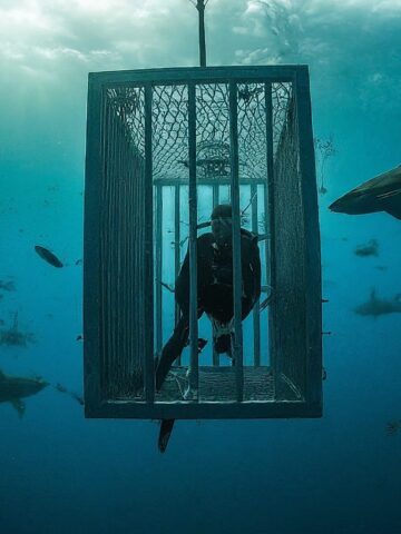 shark cages safety