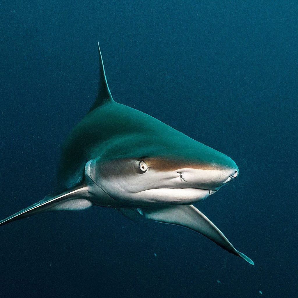 Cookie Cutter Shark