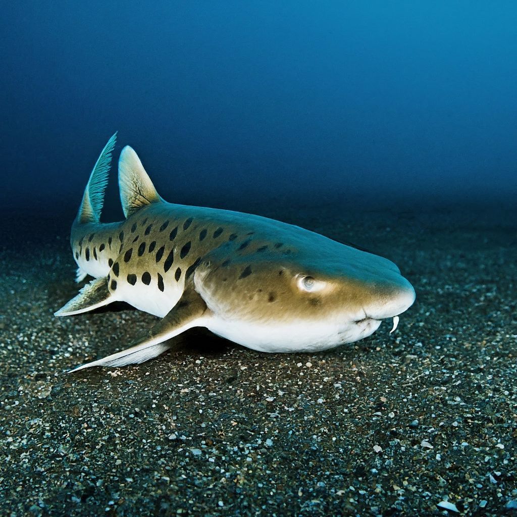 Dumb Gulper Shark