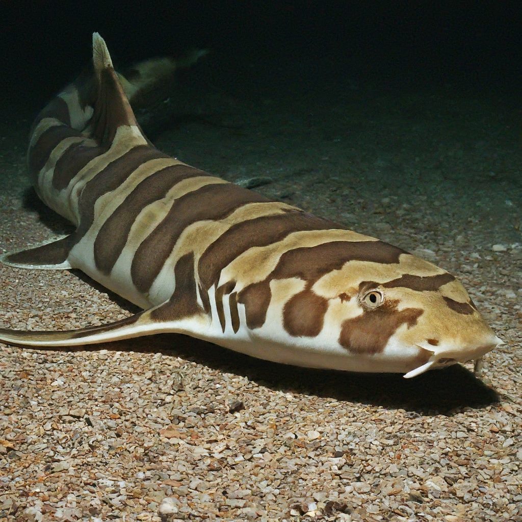 Indonesian Speckled Carpetshark