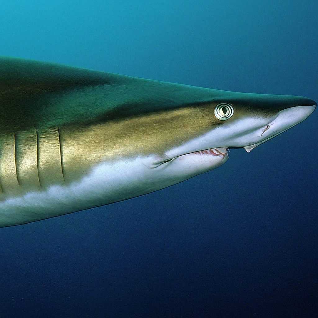 The Port Jackson Shark