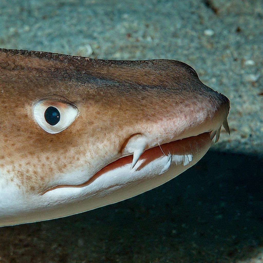 Prickly Dogfish